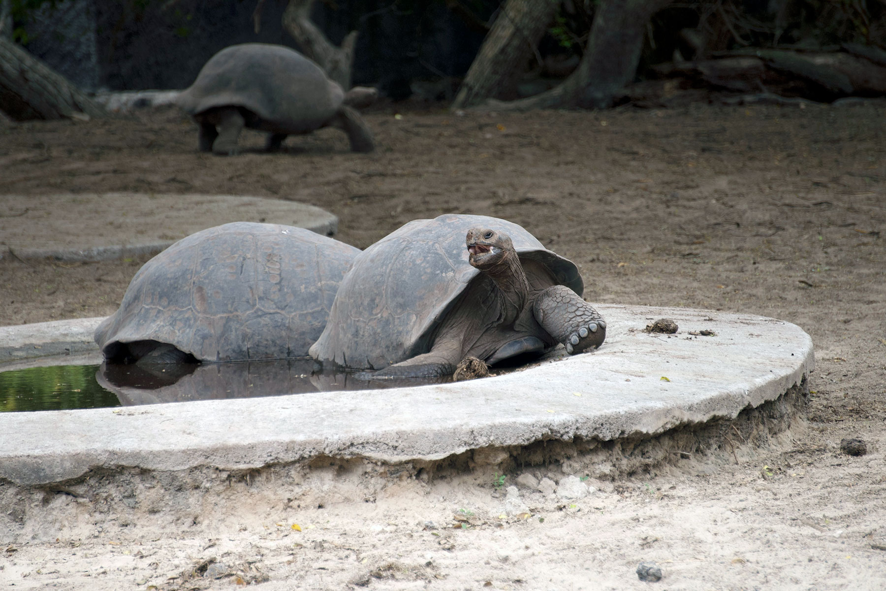 Laboratorio creativo: movimiento y pintura